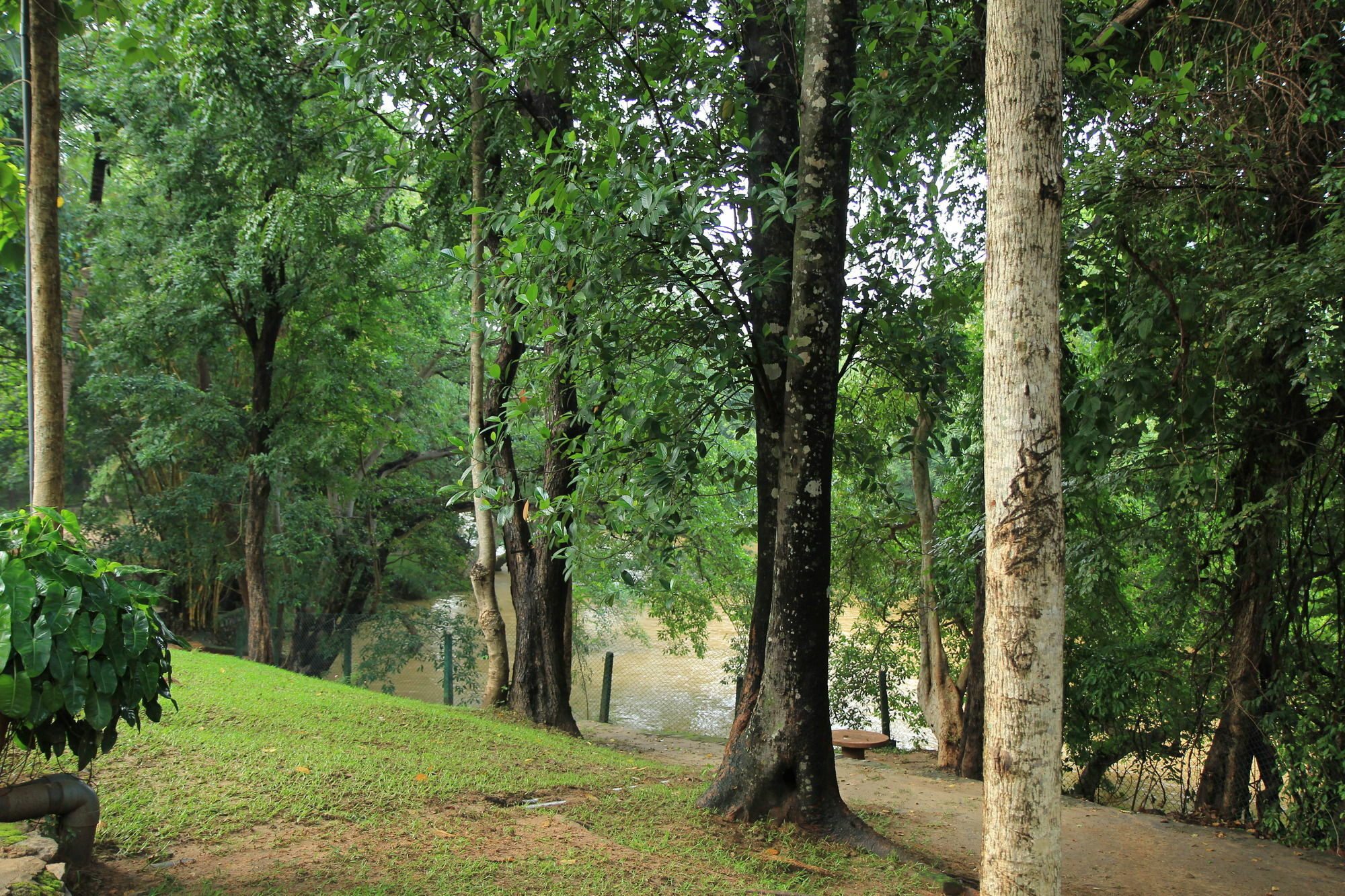 Dambulu Oya Family Park Hotel Dambulla Kültér fotó